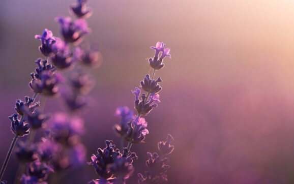 Lavanda – beneficii, plantare, îngrijire și curiozități despre levănțică