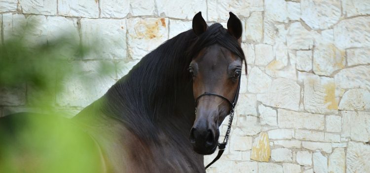 Cele mai bune soiuri de struguri pentru vin
