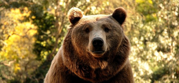 Cele mai mici animale din lume