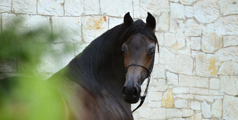 Cele mai mari varfuri din romania