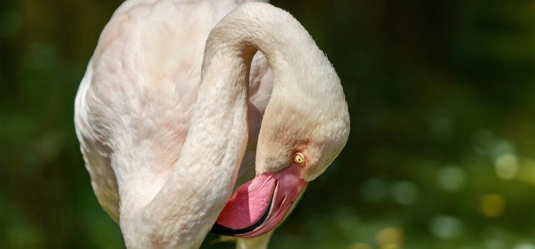 Cele mai urate animale