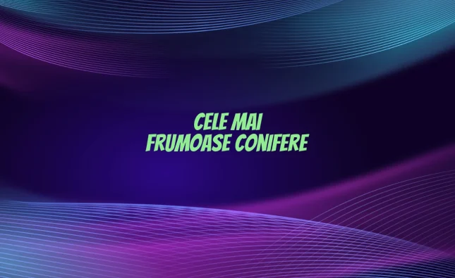 cele mai frumoase conifere